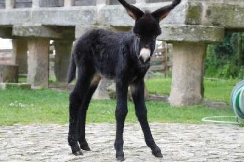 NATUR IN IHRER REINSTEN FORM - foto 21