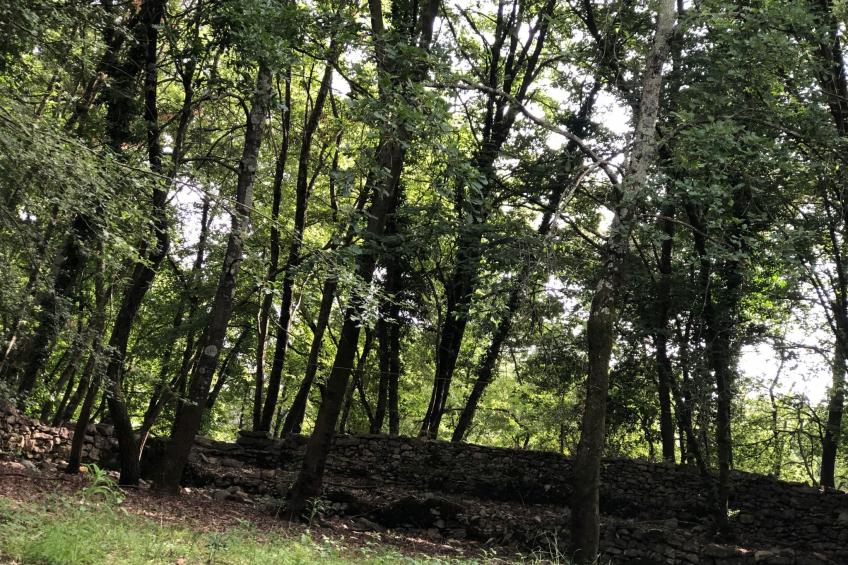 Kirschbäume, eine Oase im Wald zwischen Meer und Natur - foto 43