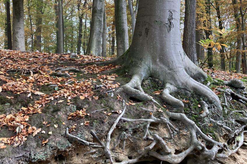 Exklusives Ferienhaus mit Terrasse und Garten - foto 43