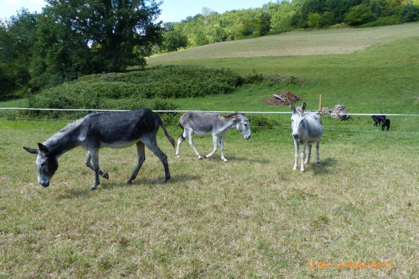 La Ferme des Paons - foto 17