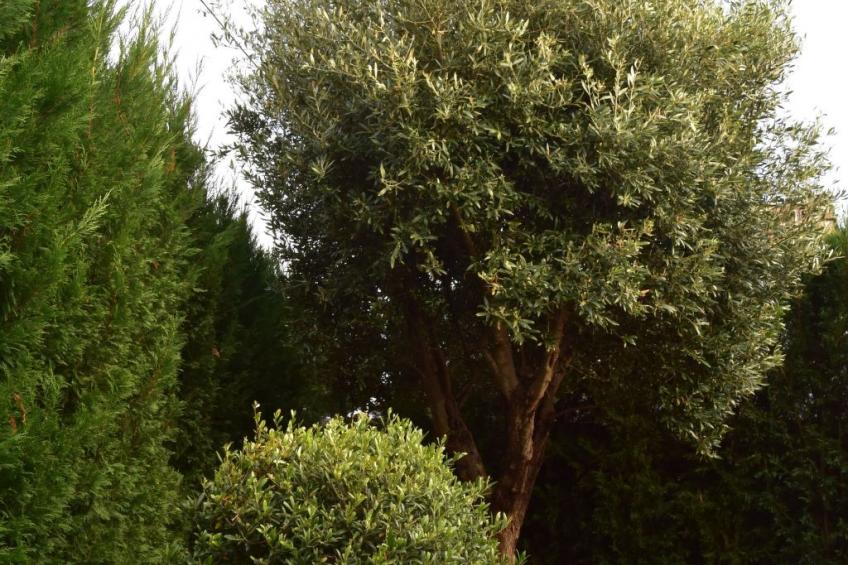 in Estreito Da Calheta mit Privatem Pool und Meerblick - foto 33