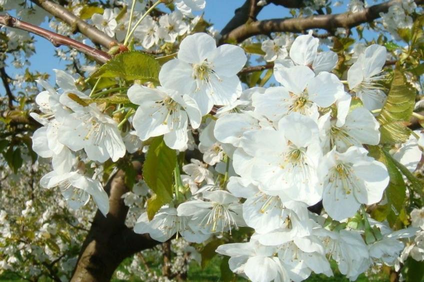 Haus Sonnenschein - foto 15