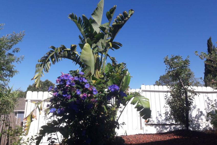 50 La Cruz Avenue, Benicia, Kalifornien - foto 36