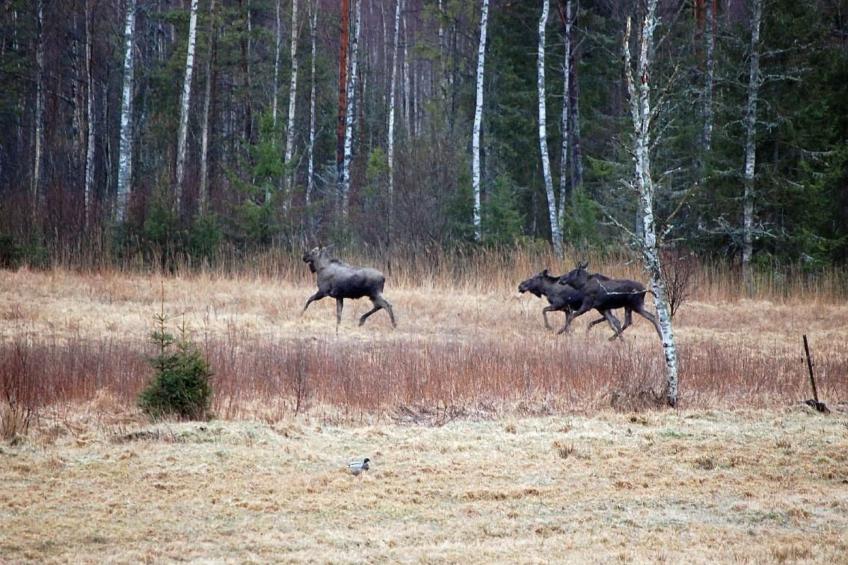 Särskilda - foto 38
