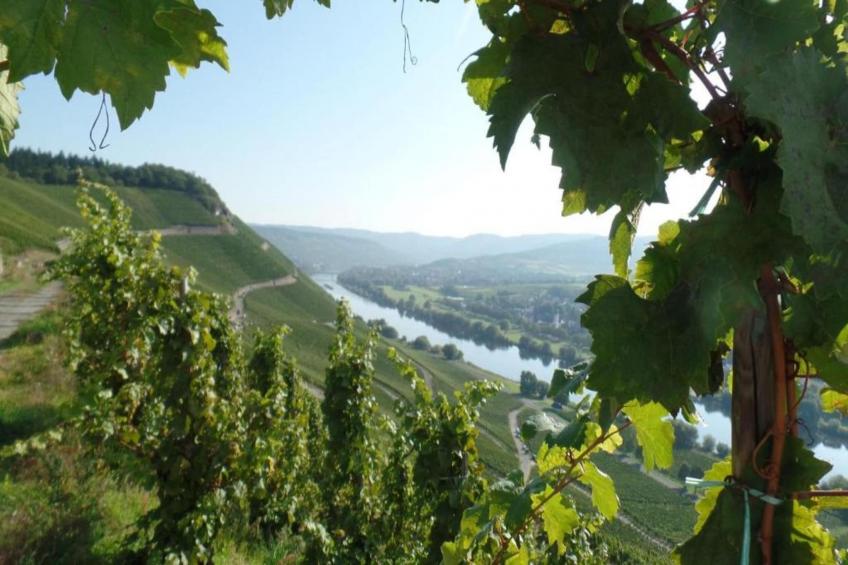 Ferienhaus der Saison an der Mosel - foto 25