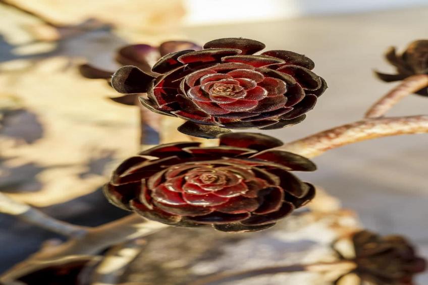 Magnifique villa avec vue sur mer et belle piscine - foto 76