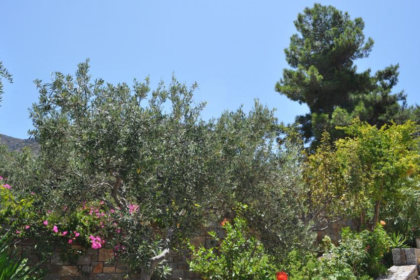 Nefeli Blue Villa in altem Olivenhain, Meerblick - foto 28