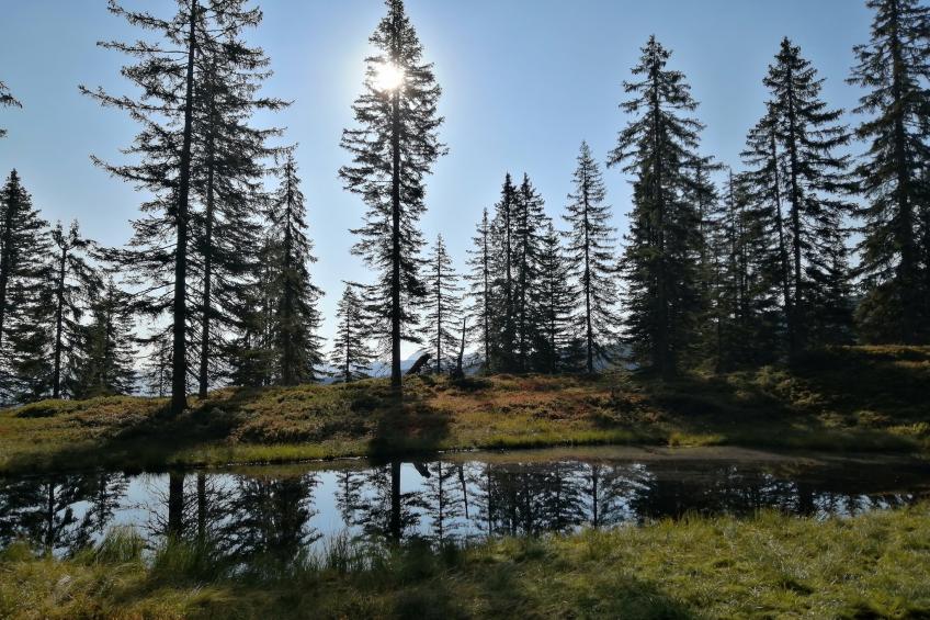 Thumahof - foto 43