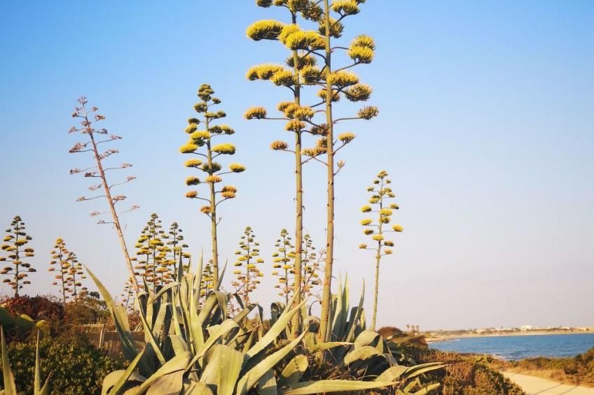 Villa Matilde: Kleine Ferienwohnung mit Meerblick - foto 32