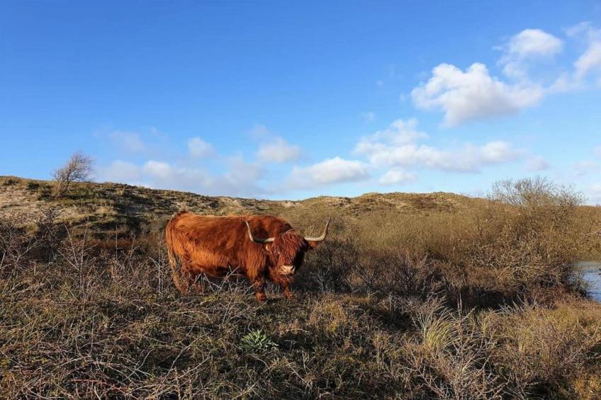 Egmonds Duintje - foto 18