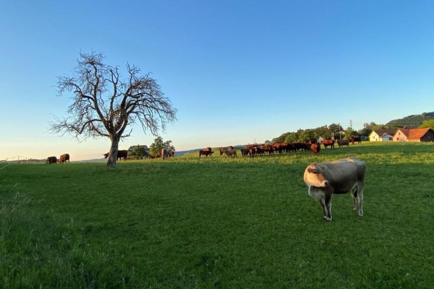 Bauernhof Sal - foto 29