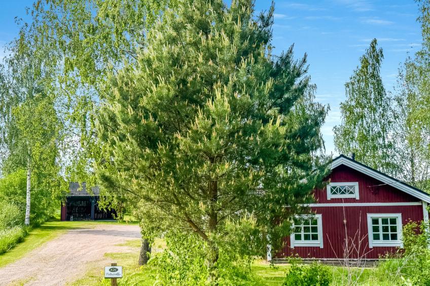 Peltosirkku, seeteri - foto 36