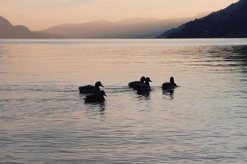 Cannero Casa Iva - foto 33