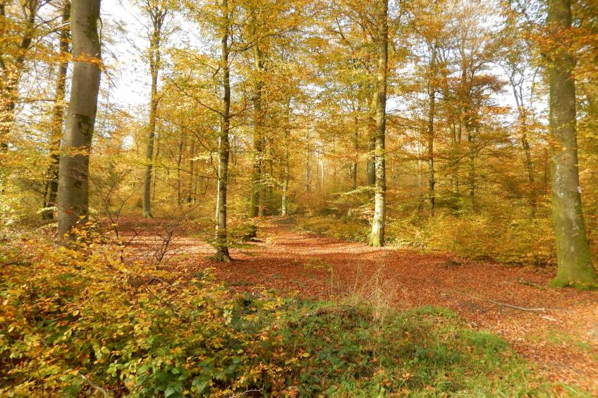 Roulotte Papillons - foto 18