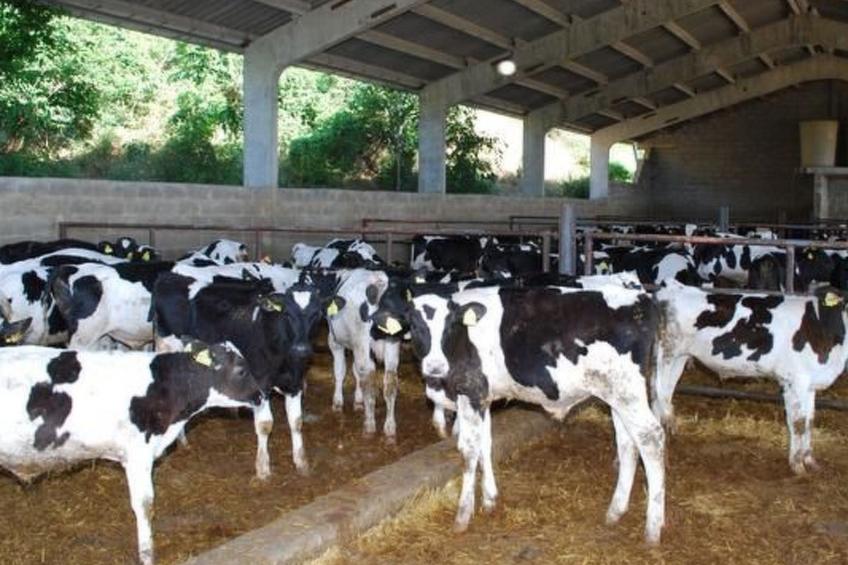 "Cal Serveró." mit Terrasse - foto 18