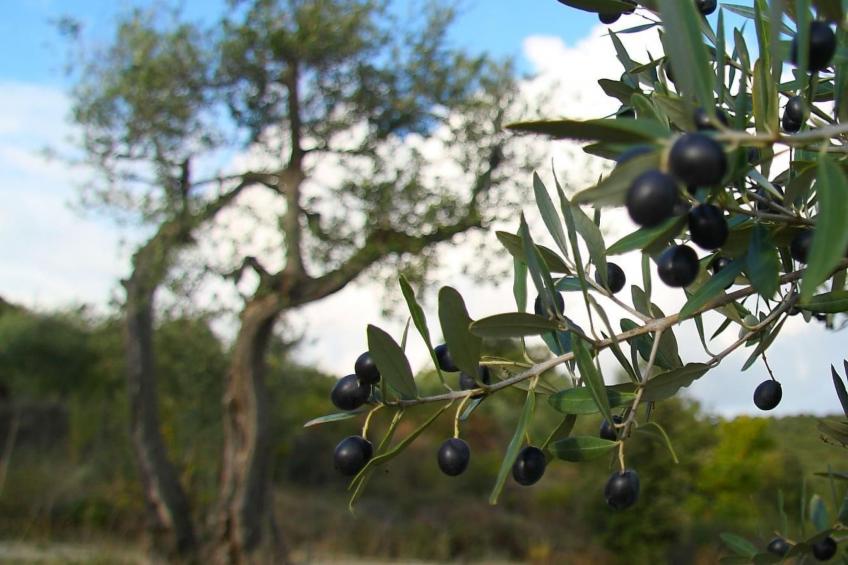 Gemütliches Studio im Erdgeschoss, mit Terrasse - foto 11
