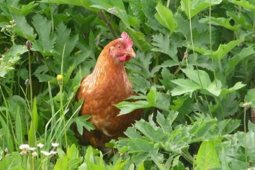 Hof Quadra - foto 16