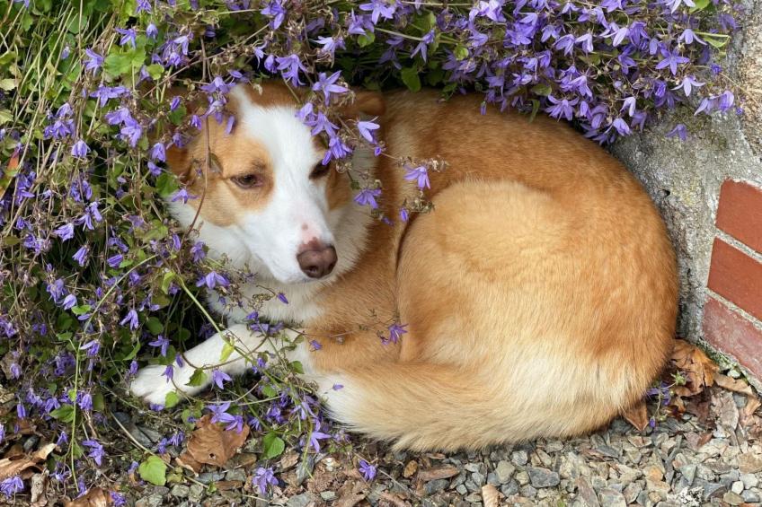 Idyllisches Landhaus Rosemary - foto 22