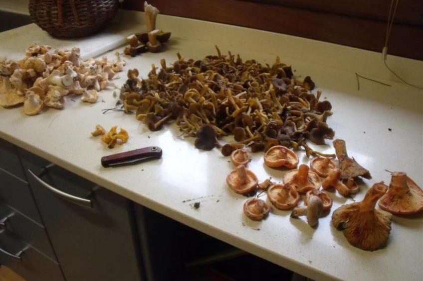 NATUR IN IHRER REINSTEN FORM - foto 31