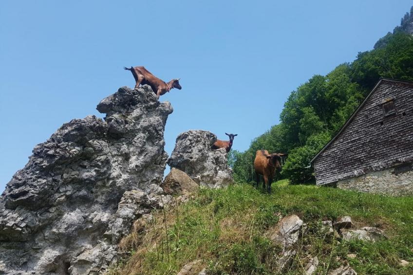 Ferien im Gugger - Wohnung Churfirsten - foto 26