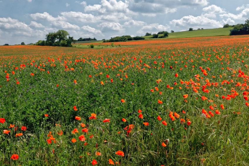 Morard - Bonnieux Appt Les Ocres - foto 13