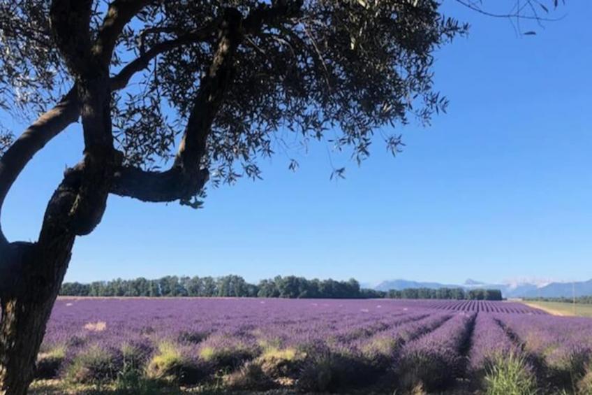 04b2 : Beau Studio Dans Un Mas Provençal - Piscine - foto 4