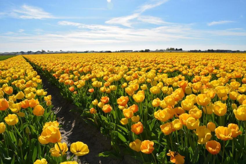 Vakantiepark Duinrust - foto 40