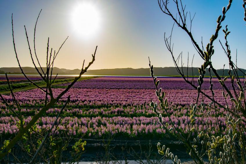 Sol - foto 47