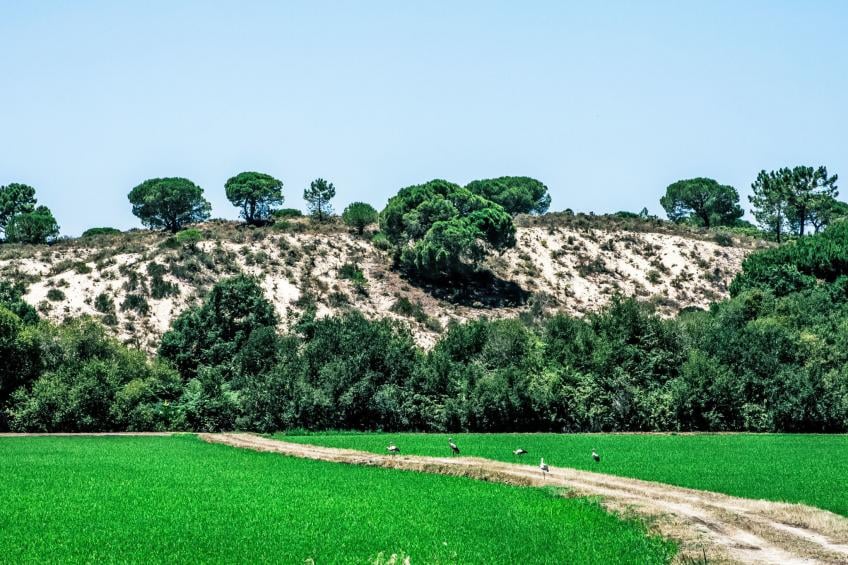 Herdade de Montalvo - foto 27