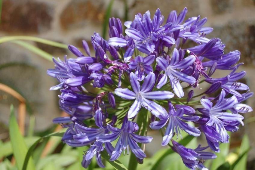 Wunderschönes Haus mit Garten in Lézardrieux - foto 32