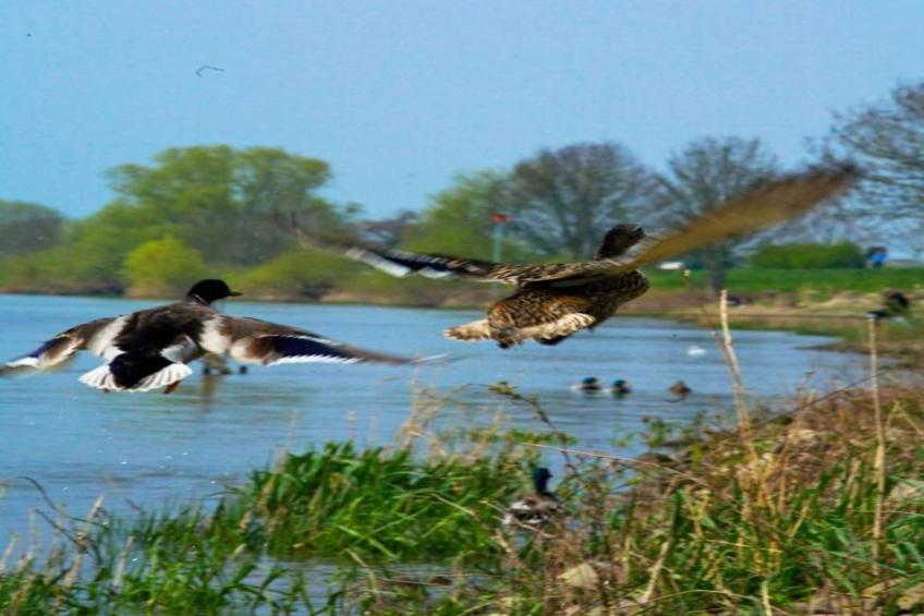 Vakantiepark Klein Vink 20 - foto 30