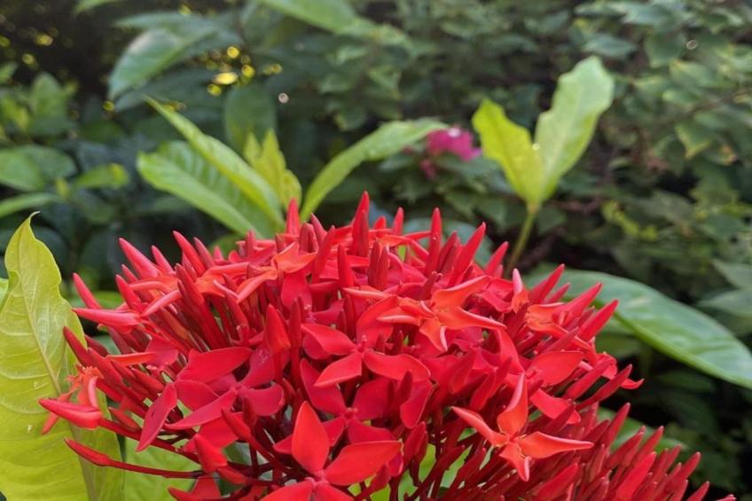 Villa Kas Krioyo - Boca Gentil - foto 37