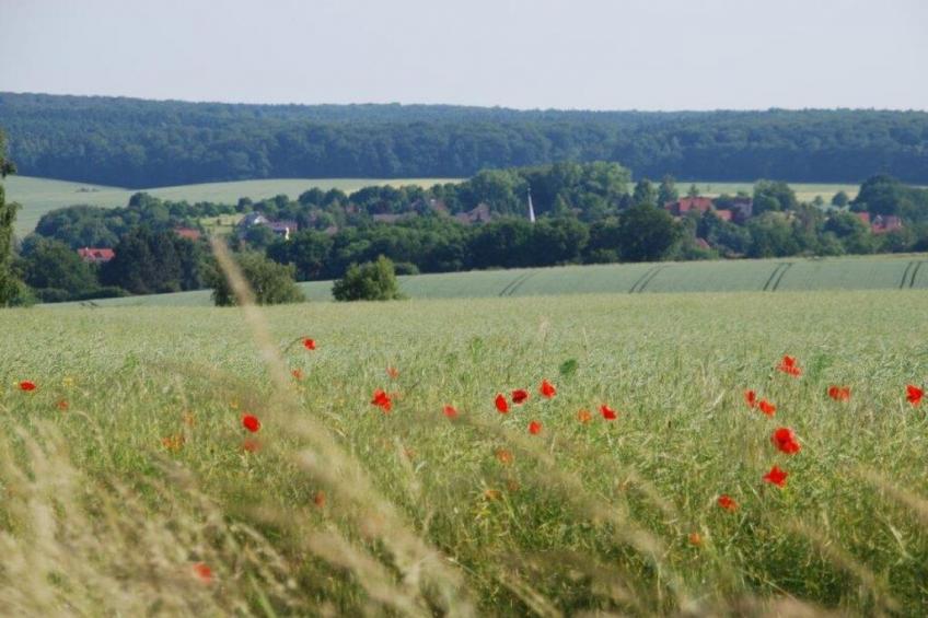 79466 - foto 12