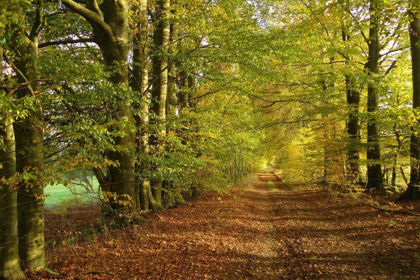 am Hohen Venn - foto 30