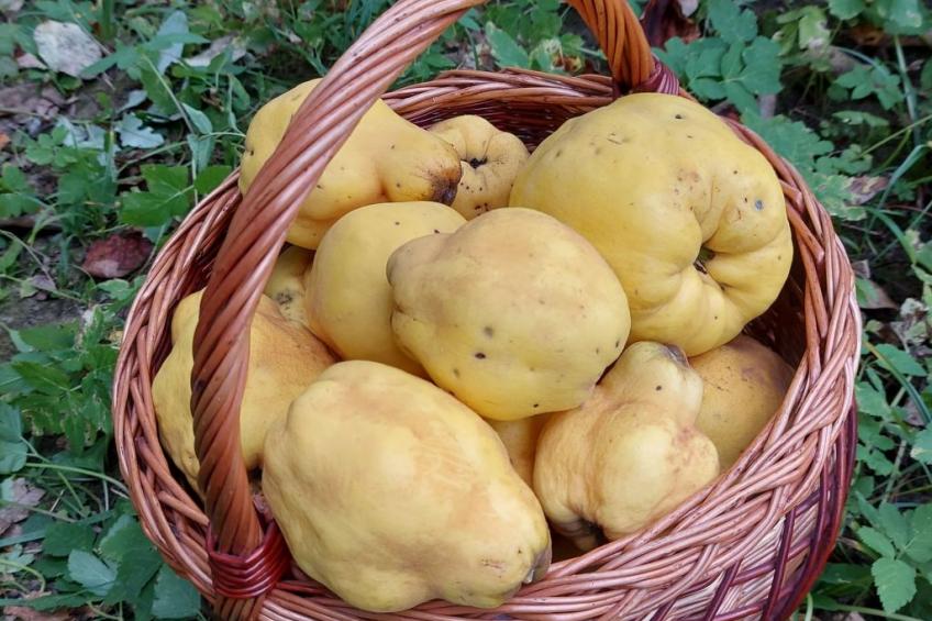 Berghütte "Pumbaa House" mit eigenem 'Pool' - foto 25