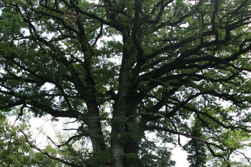 Abitanti Rustic Apartment with Balcony - Two Bedroom Apartment with Balcony - foto 16