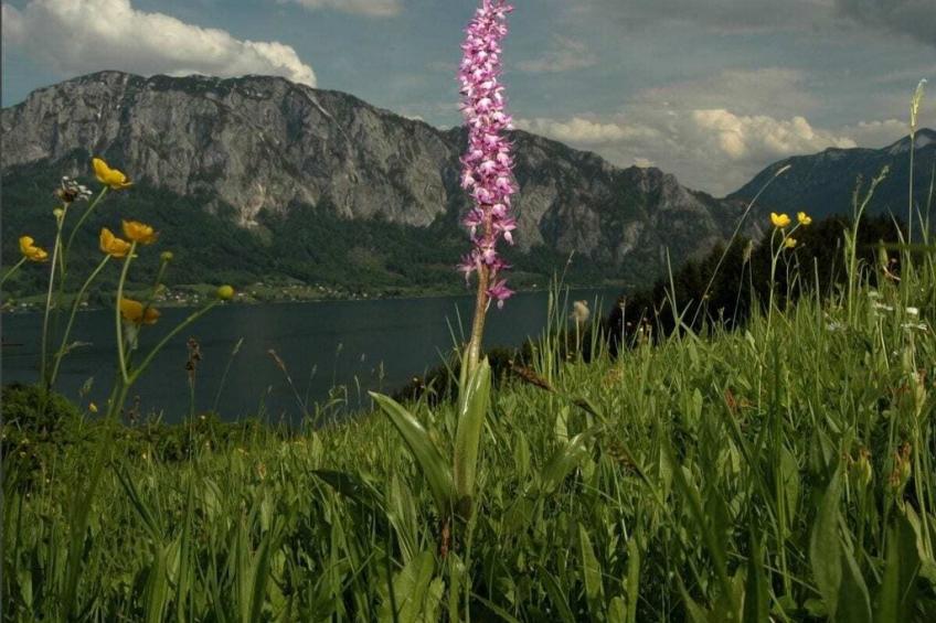 610 - foto 32