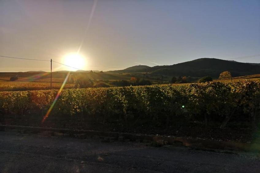 Le Domaine des Rois - foto 25