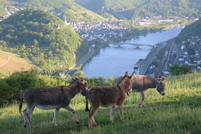 258114 - foto 2