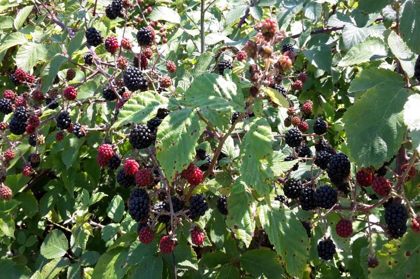 Mulinomanzi - foto 40