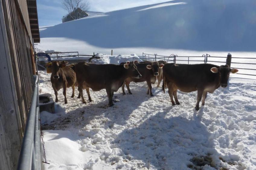 Ferienhof-Barenegg - foto 15