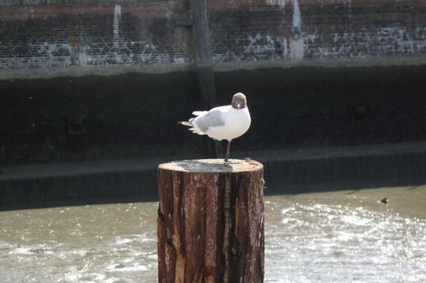 mit Terrasse - foto 25