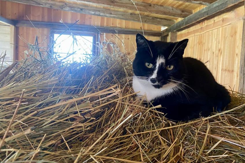 Tirol in Umhausen - foto 49