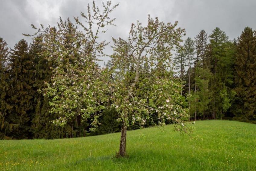 Fromsenrüti - foto 31