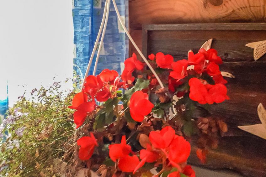 Kesäniitty - foto 19