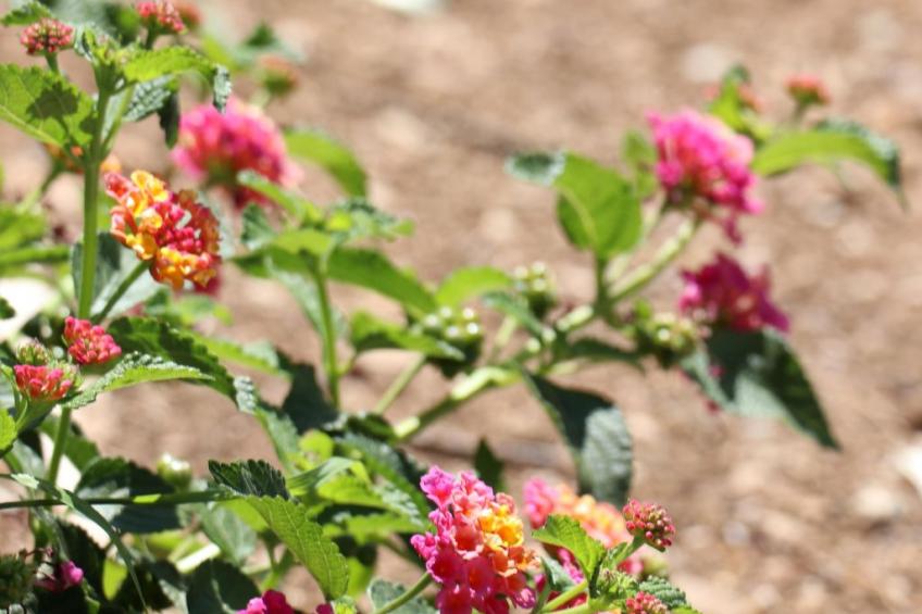 Wohnung "Mesomax RDC" in Strandnähe mit Meerblick - foto 36