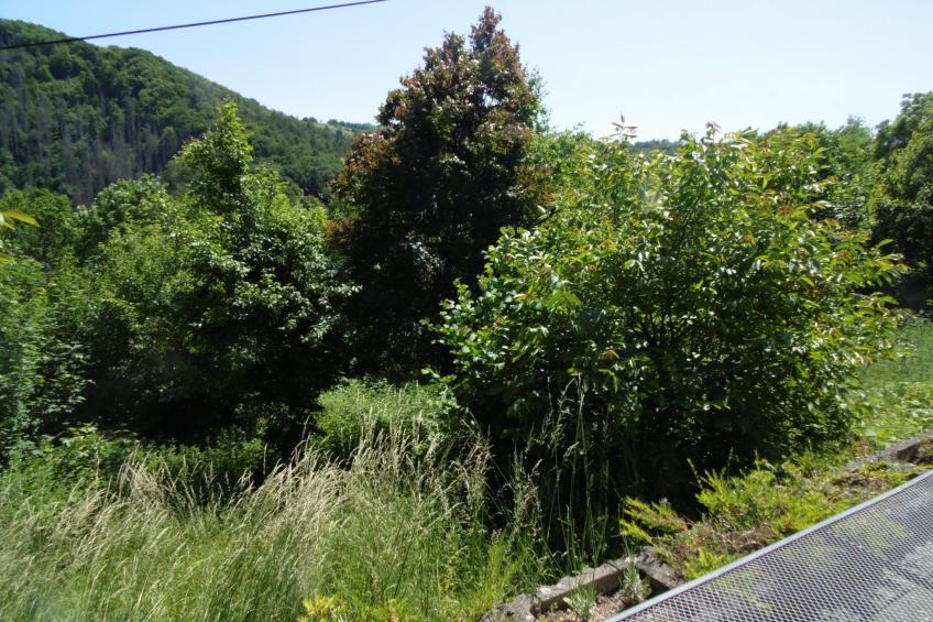 in Waldbreitbach mit Whirlpool - foto 10