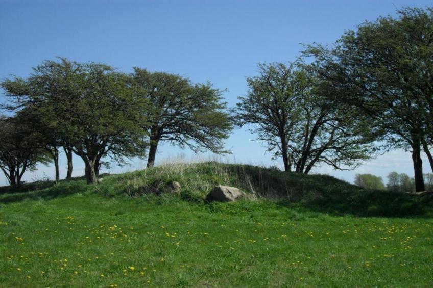 Lachmöwe 2 - foto 32