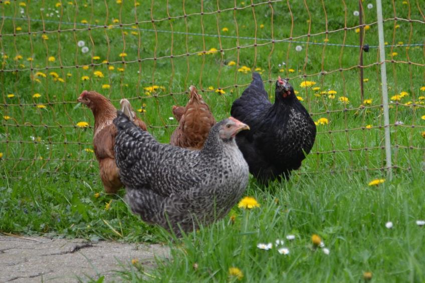 Wohnung "Bellevue" - foto 18