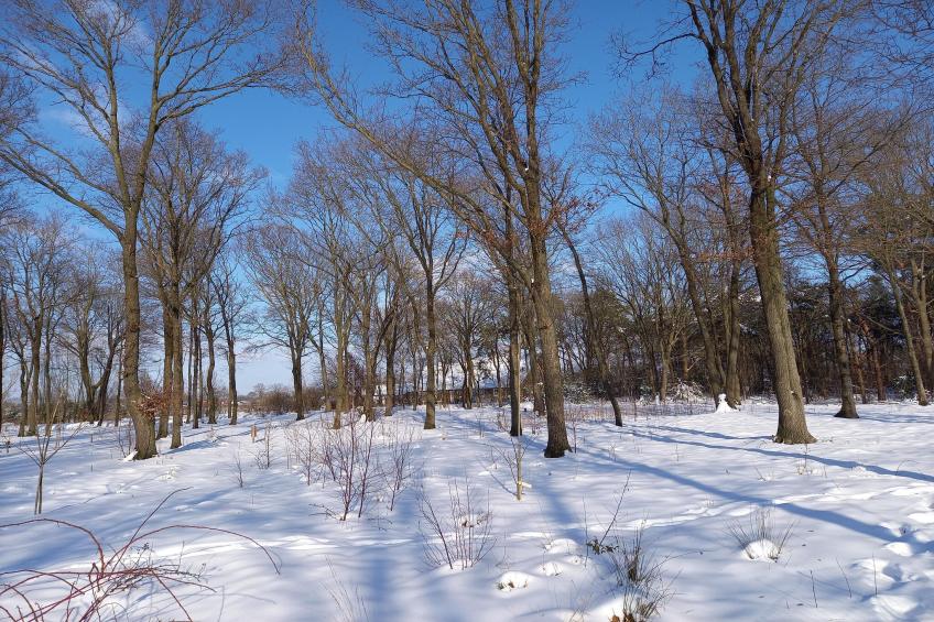 De Ree en de Specht - foto 15